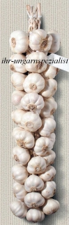 Original Ungarischer Knoblauch - frisch - gebündelt -